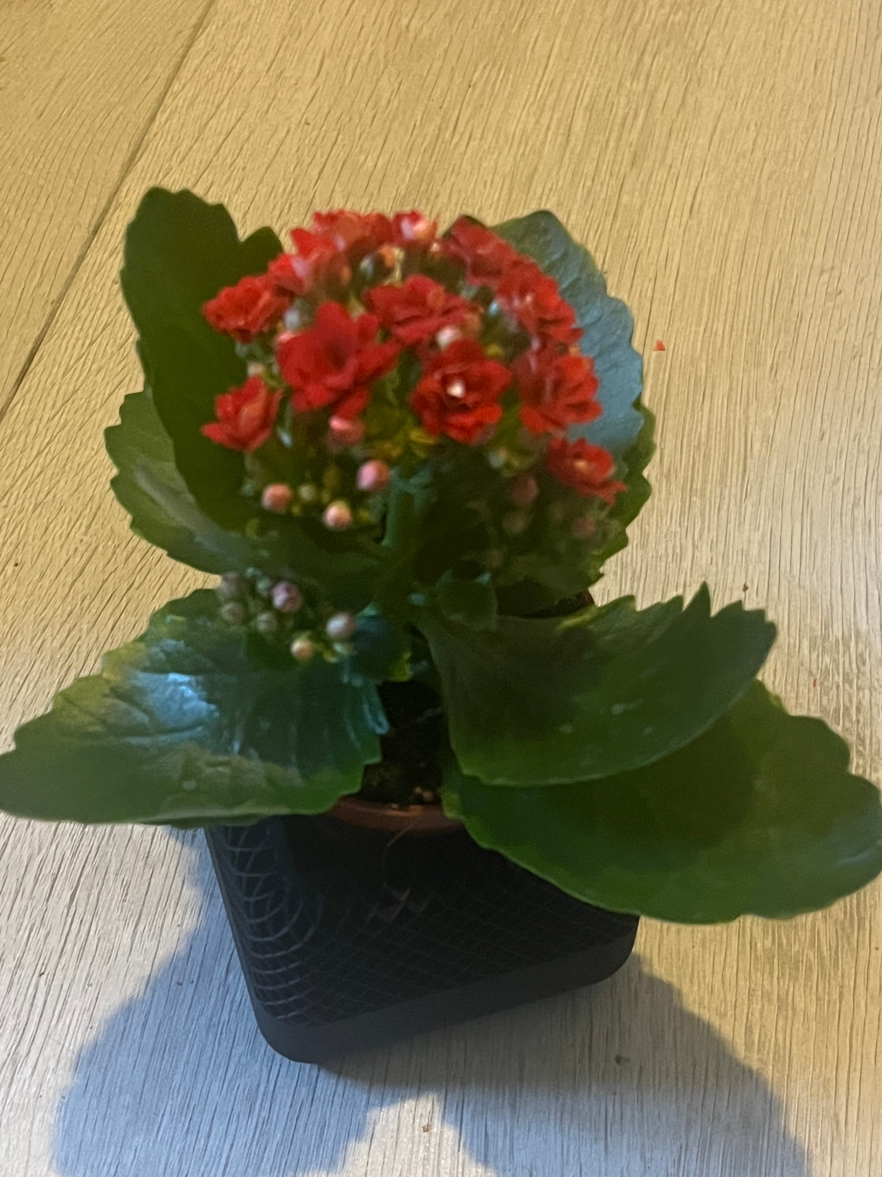 Bloempot vierkant 12x12