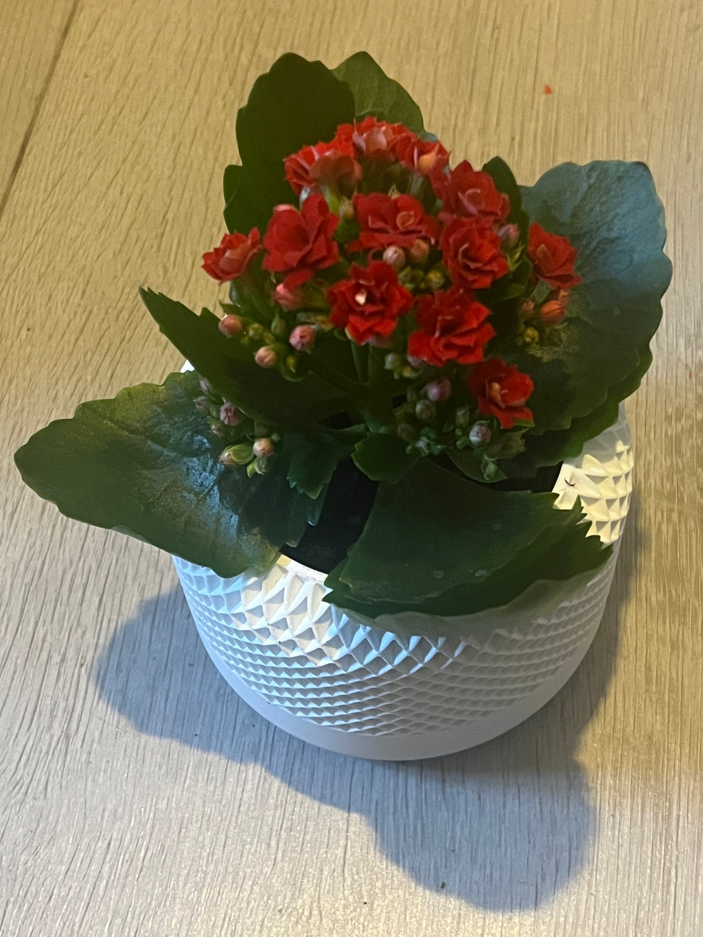 Bloempot rond 6x6 cm